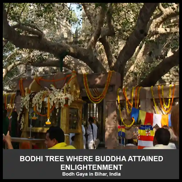 Bodhi tree where Buddha Siddhartha Gautama attained enlightenment
